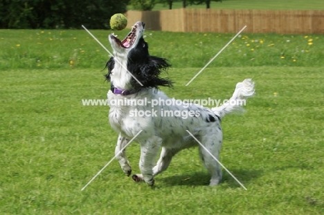 English Cocker Spaniel catching ball