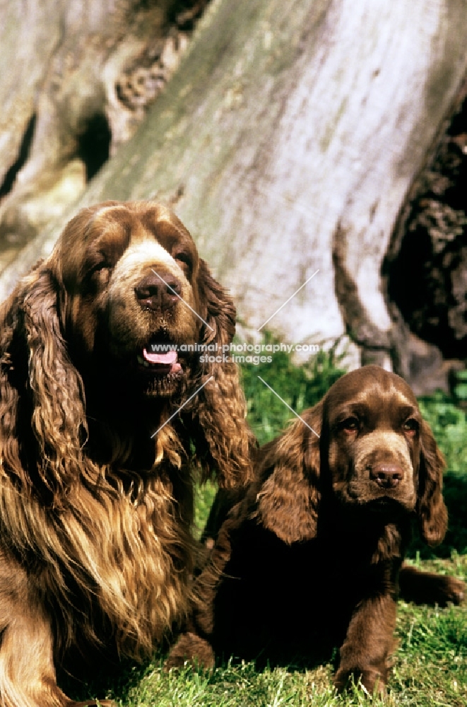 sh ch topjoys sussex harvester; and puppy,  sussex spaniels 	