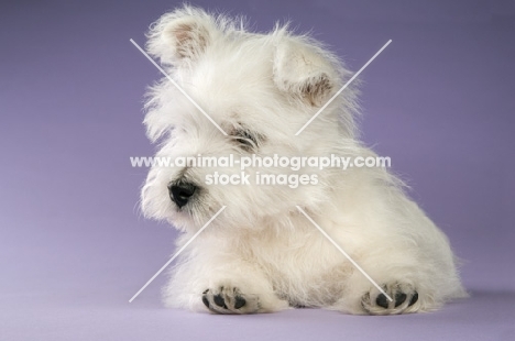 West Highland White puppy resting on purple background