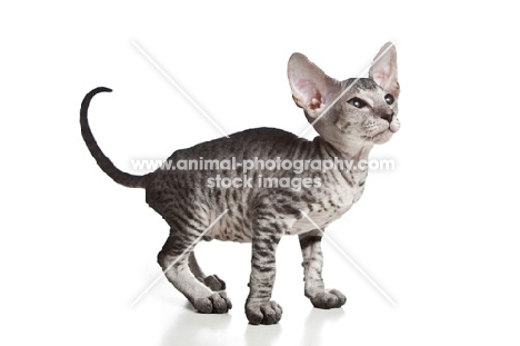 Peterbald kitten standing on white background, 2 months old