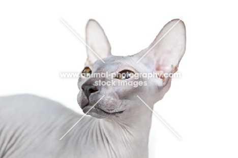 rare blue Peterbald cat, portrait