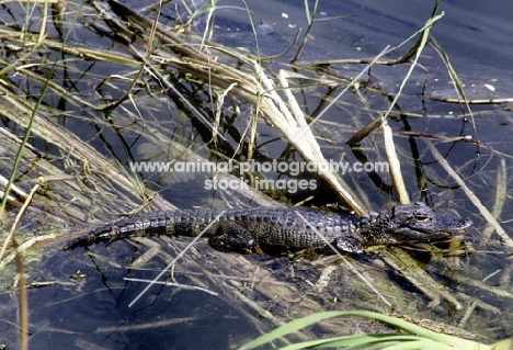 baby alligator in the everglades, florida