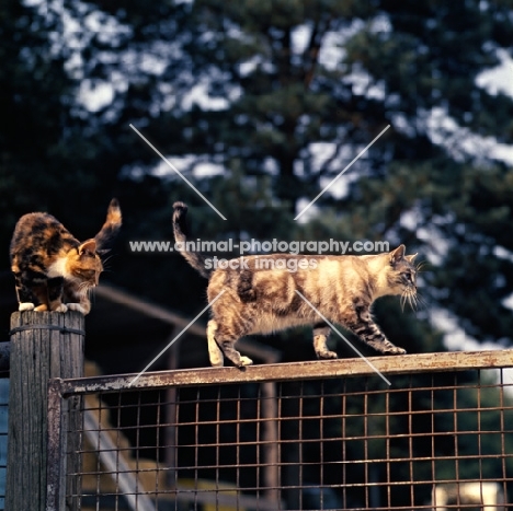 two farm cats on a gate and post