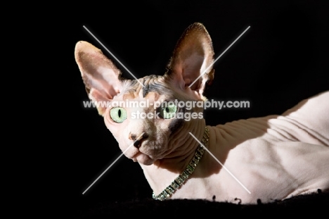 sphynx cat with diamond necklace