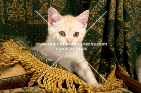 kitten standing on fabric
