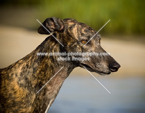 brindle Greyhound profile