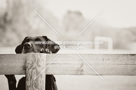 black Labrador Retriever behind wooden fence