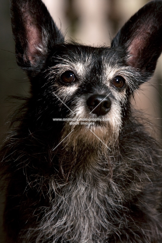 portrait of black terrier mix