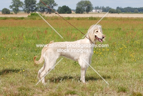 Taigan, sighthound of kyrgyzstan, standing