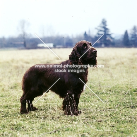 field spaniel, side view