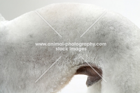Bedlington Terrier, close up of arched back
