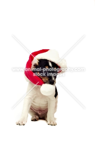 Jack Russell Terrier puppy wearing Christmas hat