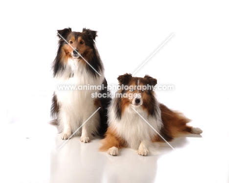 Shetland Sheepdog (sheltie)