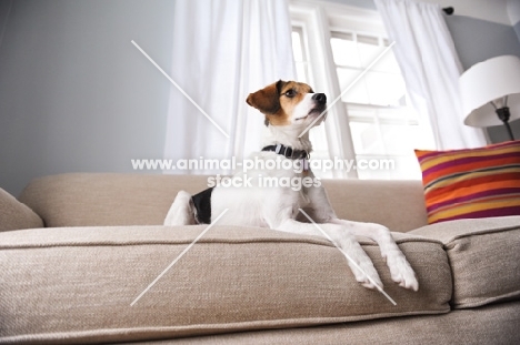 Beagle Mix laying on couch, shot from below.