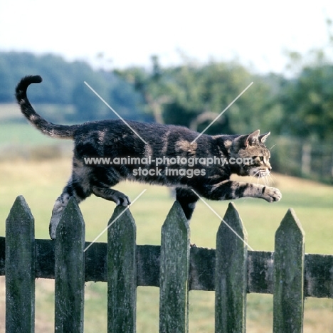tabby cat walking along fence