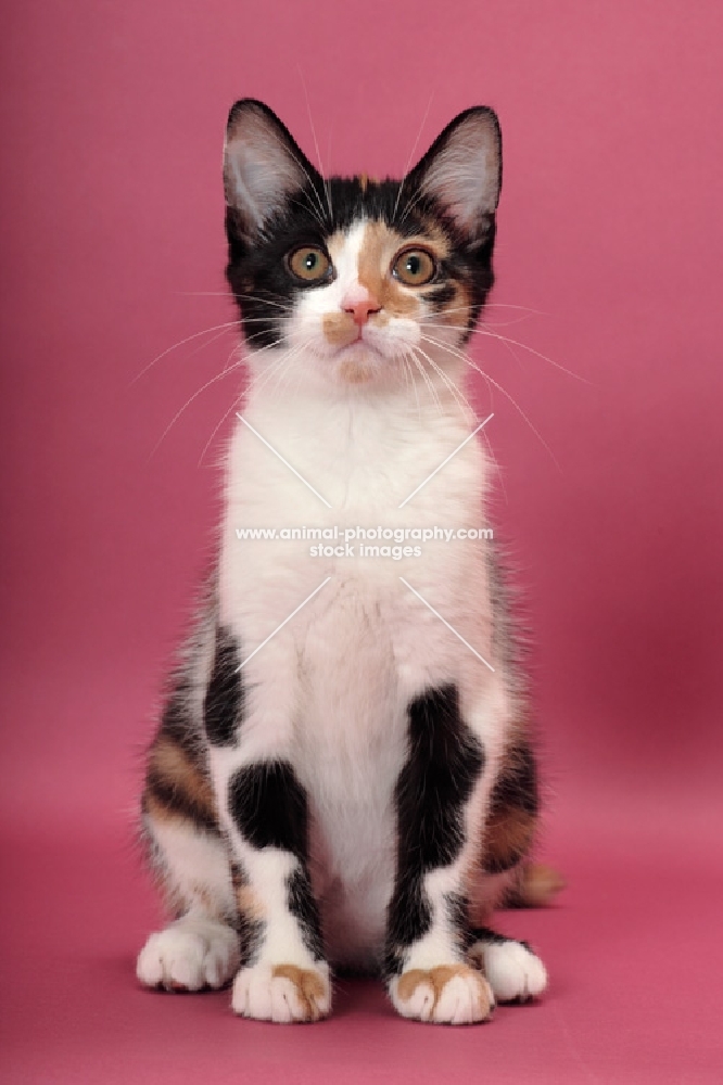 young black tortie & white Household cat