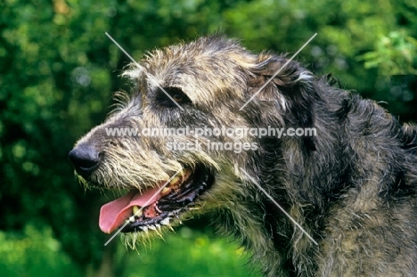champion irish wolfhound portrait