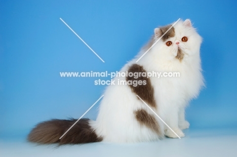 blue and white van persian