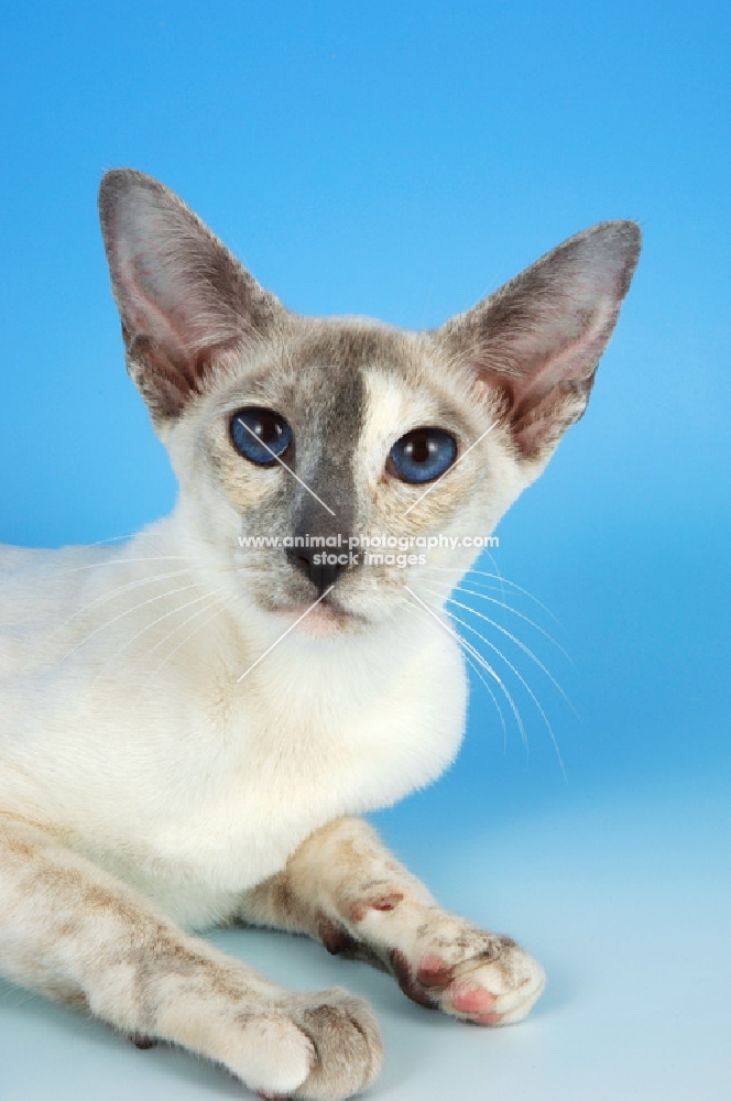 blue tortie point siamese portrait