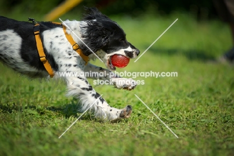 Close-up of a black and white springer playing running with a red ball in her mouth
