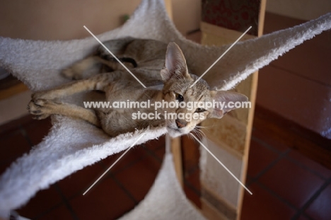 oriental shorthair tabby resting on a hammock