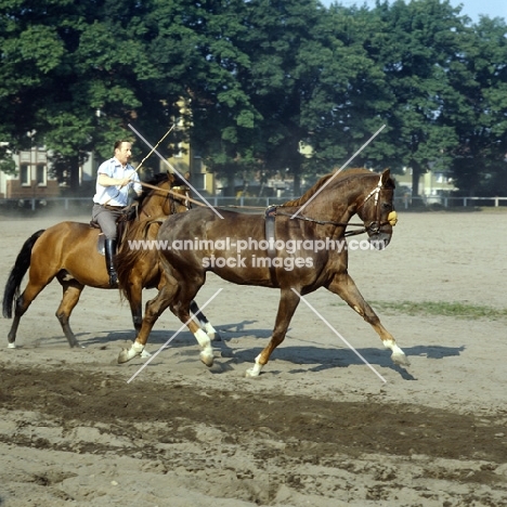 rider long reining a young hanoverian at state stud celle, germany - now going well