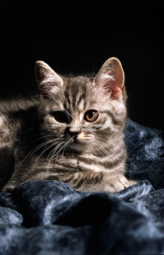 silver tabby British Shorthair kitten
