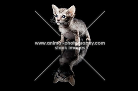 Peterbald kitten 33 days old