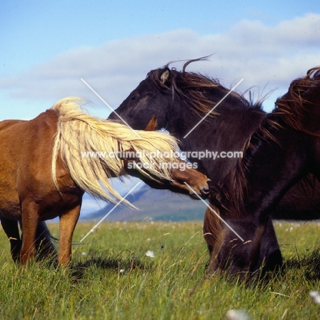 iceland mares mutual grooming at Olafsvellir