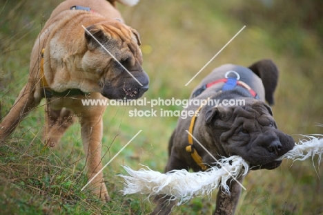 blue and fawn shar pei playing with toy
