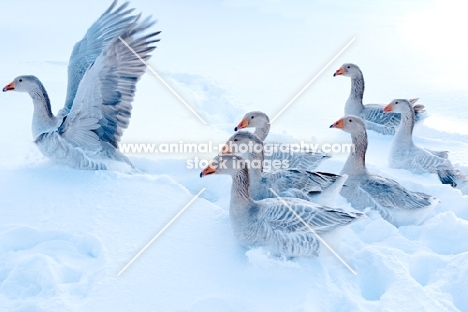 Steinbacher geese in winter