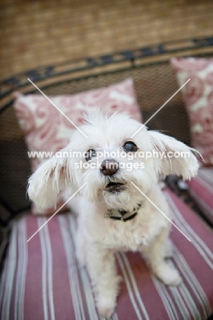 senior maltese on patio chair