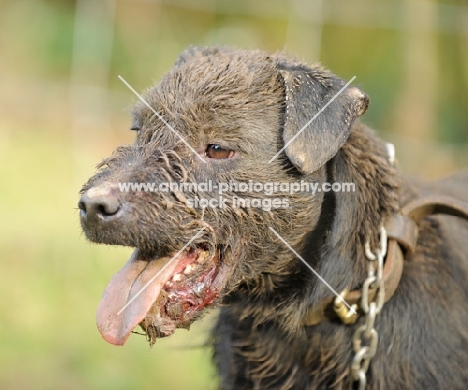 Patterdale Terrier portrait