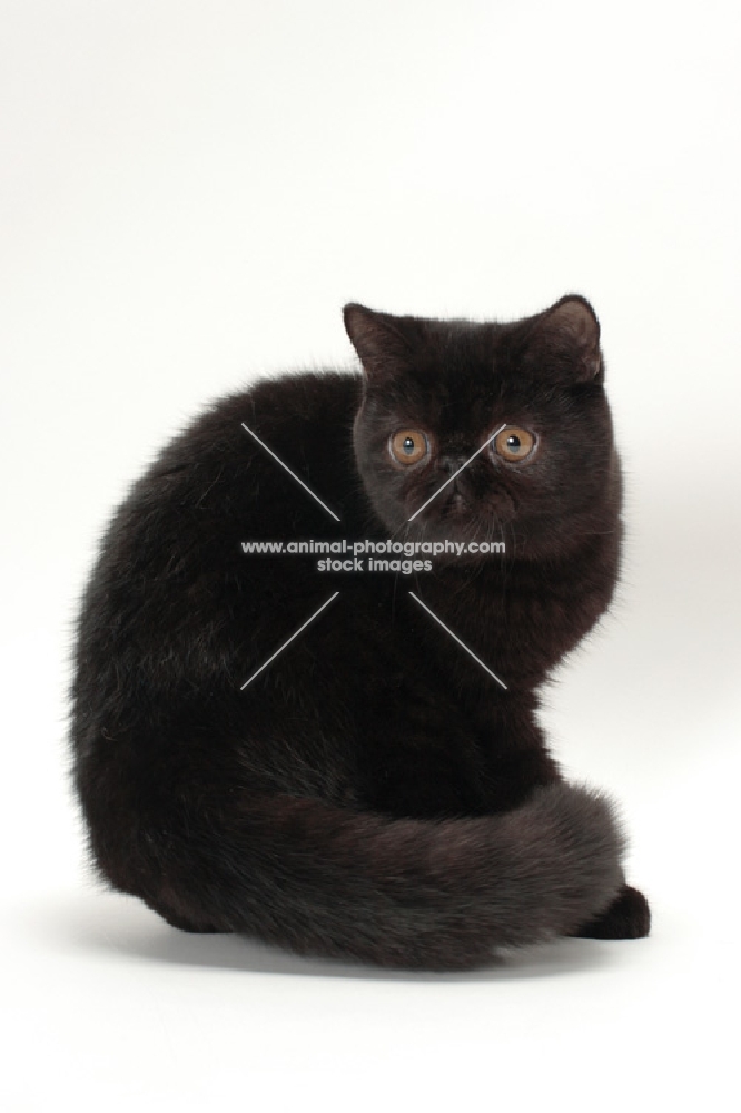 black Exotic Shorthair turning back