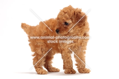 apricot toy Poodle puppy