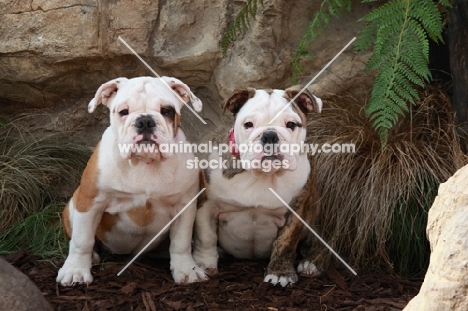 two Bulldog puppies together