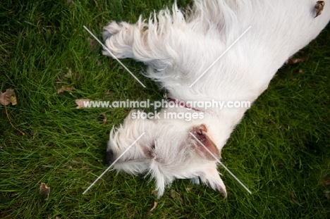 wheaten Scottish Terrier lying on grass.