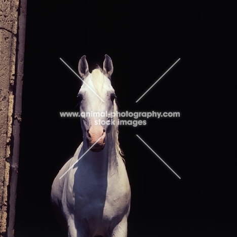 Saher German Arab stallion at marbach, head and shoulders