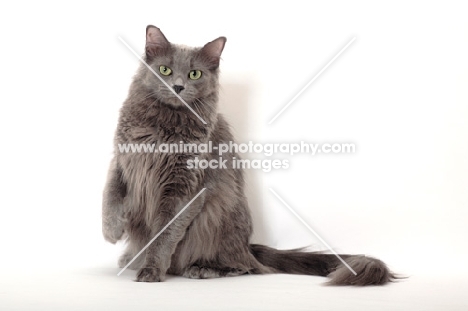 Nebelung cat sitting on white background