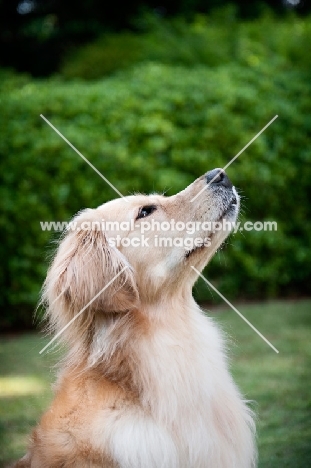 golden retriever in profile