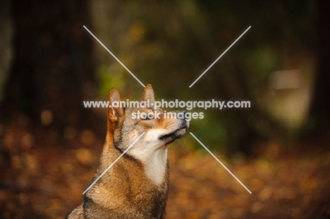 Shiba Inu profile