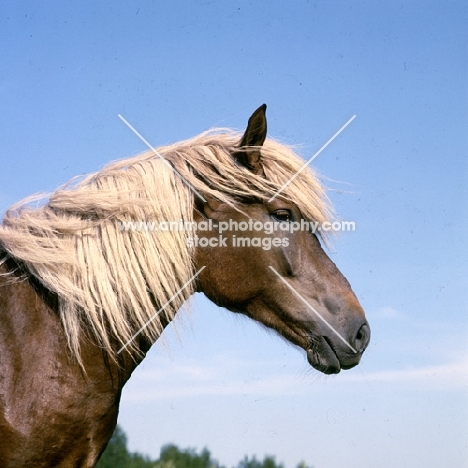 Finnish Horse head and shoulders at Ypäjä