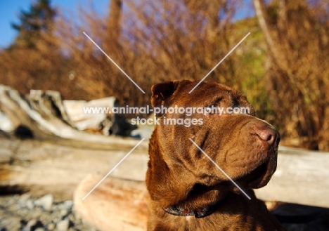 brown Shar Pei