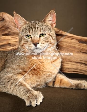 Short haired Pixie Bob cat near log