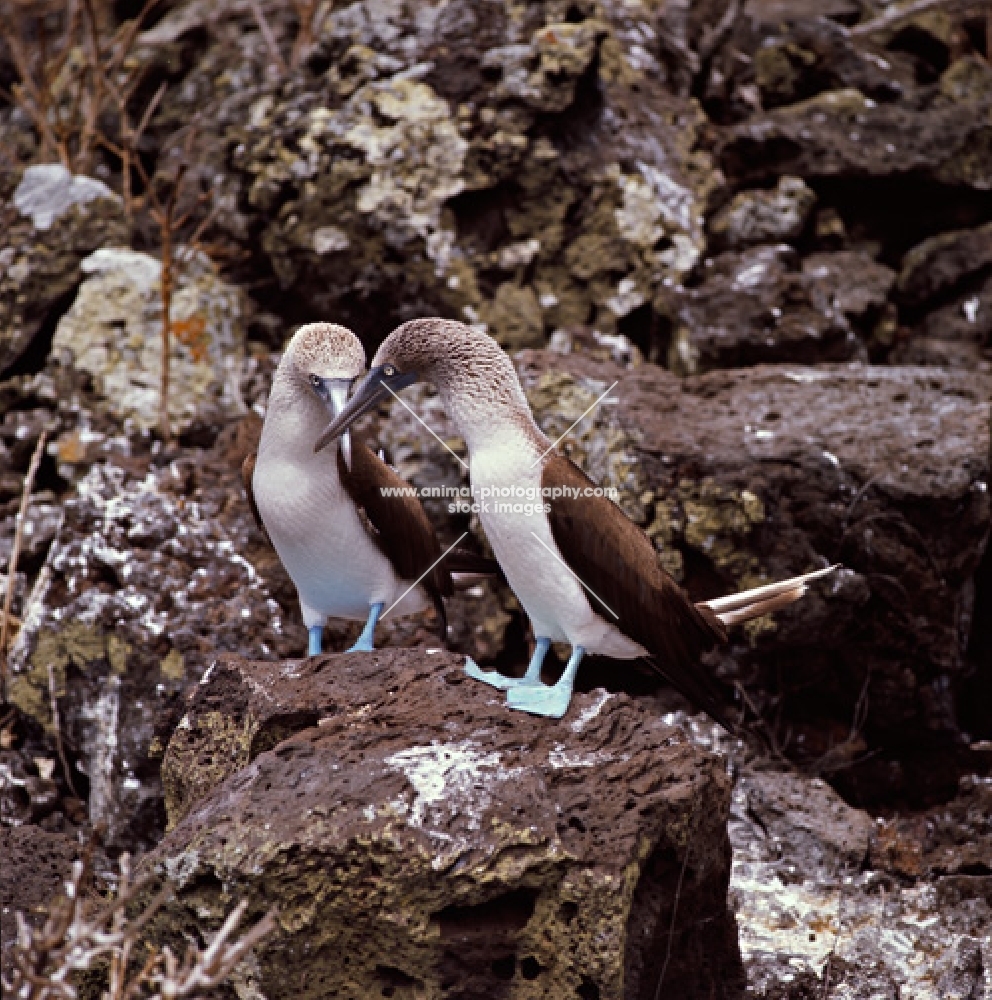 two blue footed boobies in courtship dance on lava rock, champion island, galapagos 
