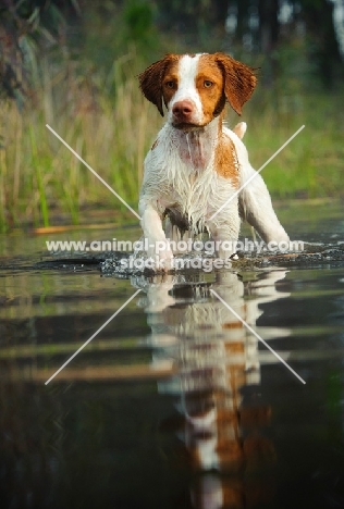 Brittany walking in water