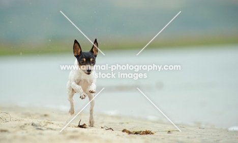 Toy Fox Terrier running on beach