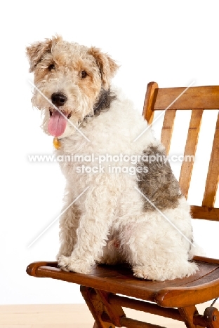 wire Fox Terrier on chair