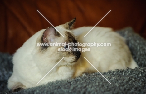 Ragdoll lying down