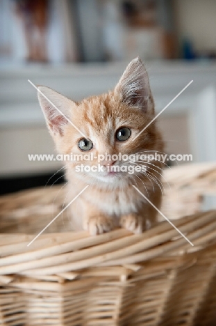 orange tabby kitten perching on edge of basket